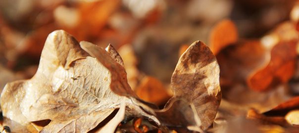 Vem ska jag tro på, tro på, tro på?