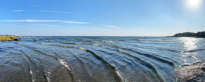 Utflykt till ormbunksskogen.