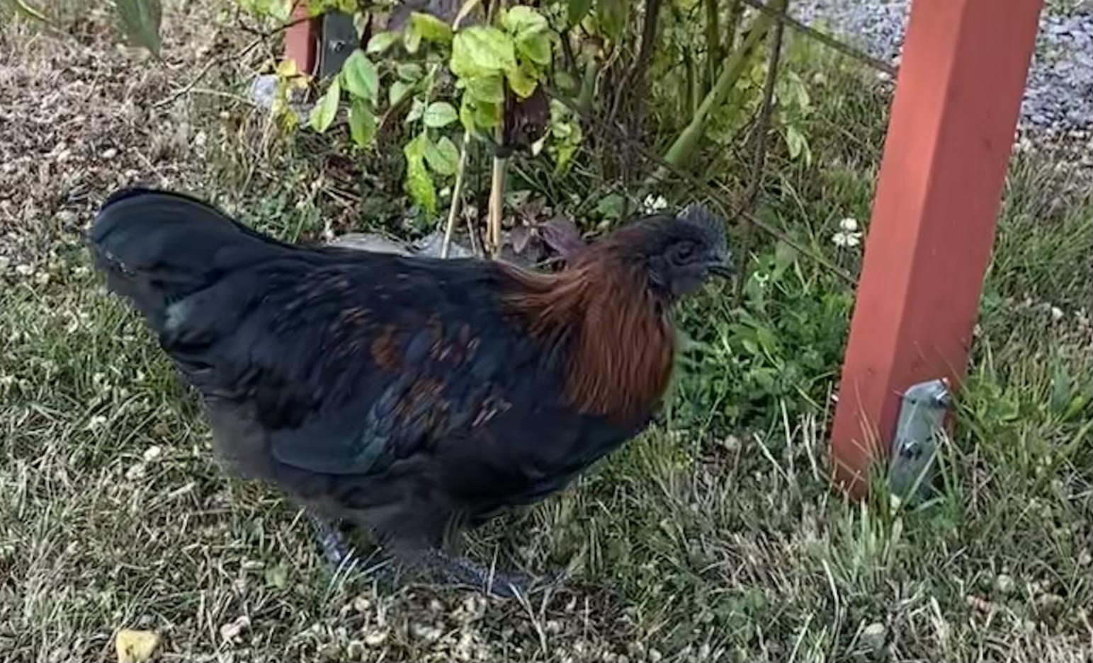 Första äggen och en ny tupp i hönsgården.