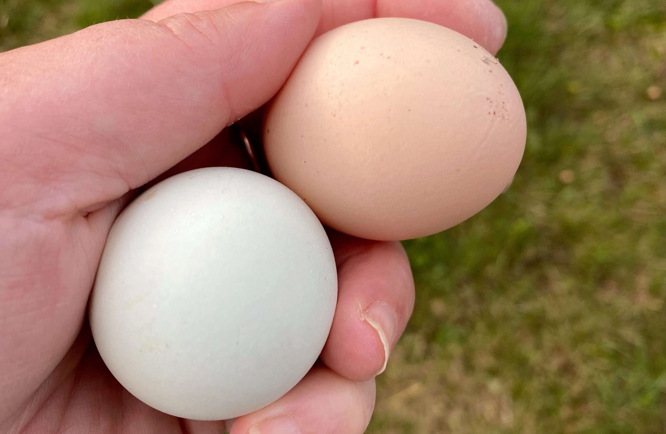 Provisoriskt hönshus.