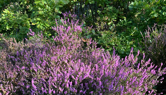 Leve livet utan hälsporre!