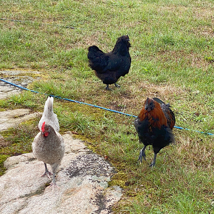 De tre vännerna (utan Jerry).