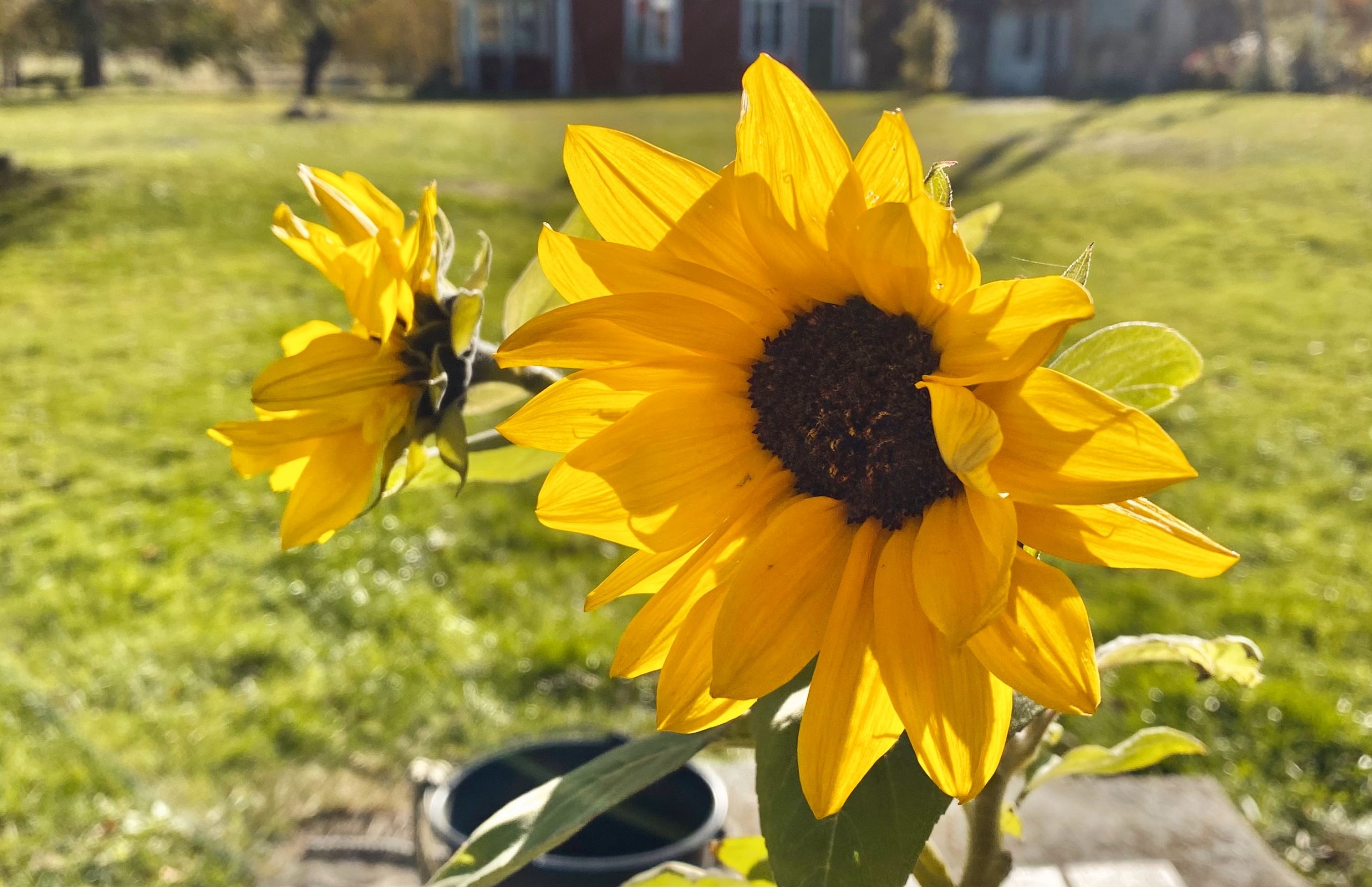 Varaktighetens upplösning.